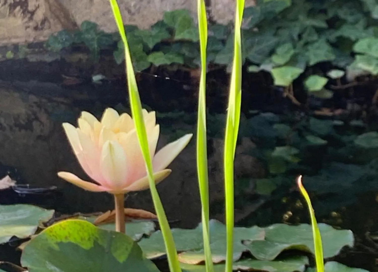 Bed & Breakfast B&B Beauty House Cesena